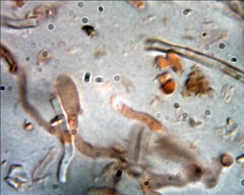 Coriolopsis sp.